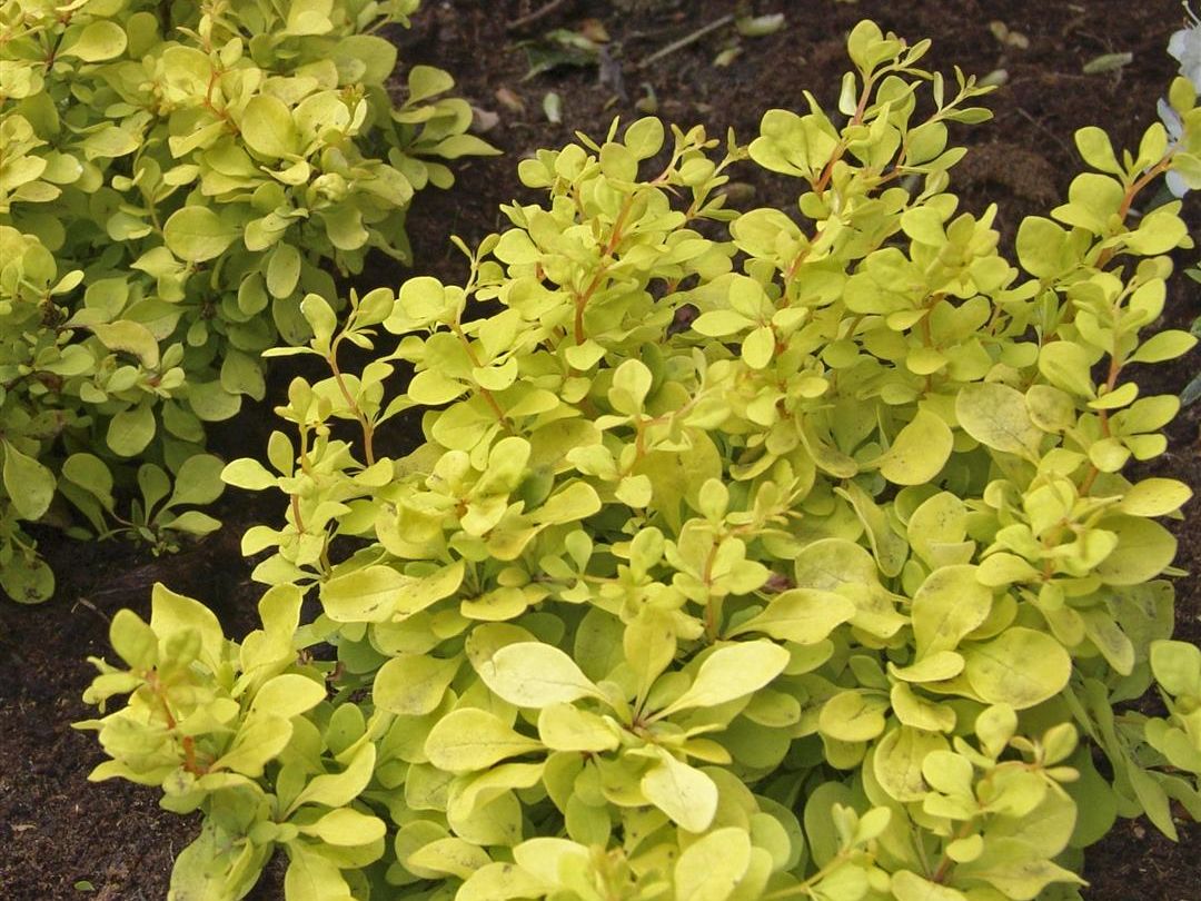 Berberis thunbergii 'Aurea'